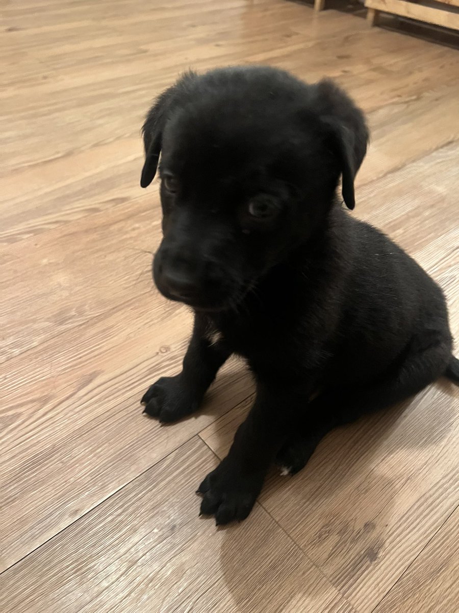 Adopten a Tomasito 🥹