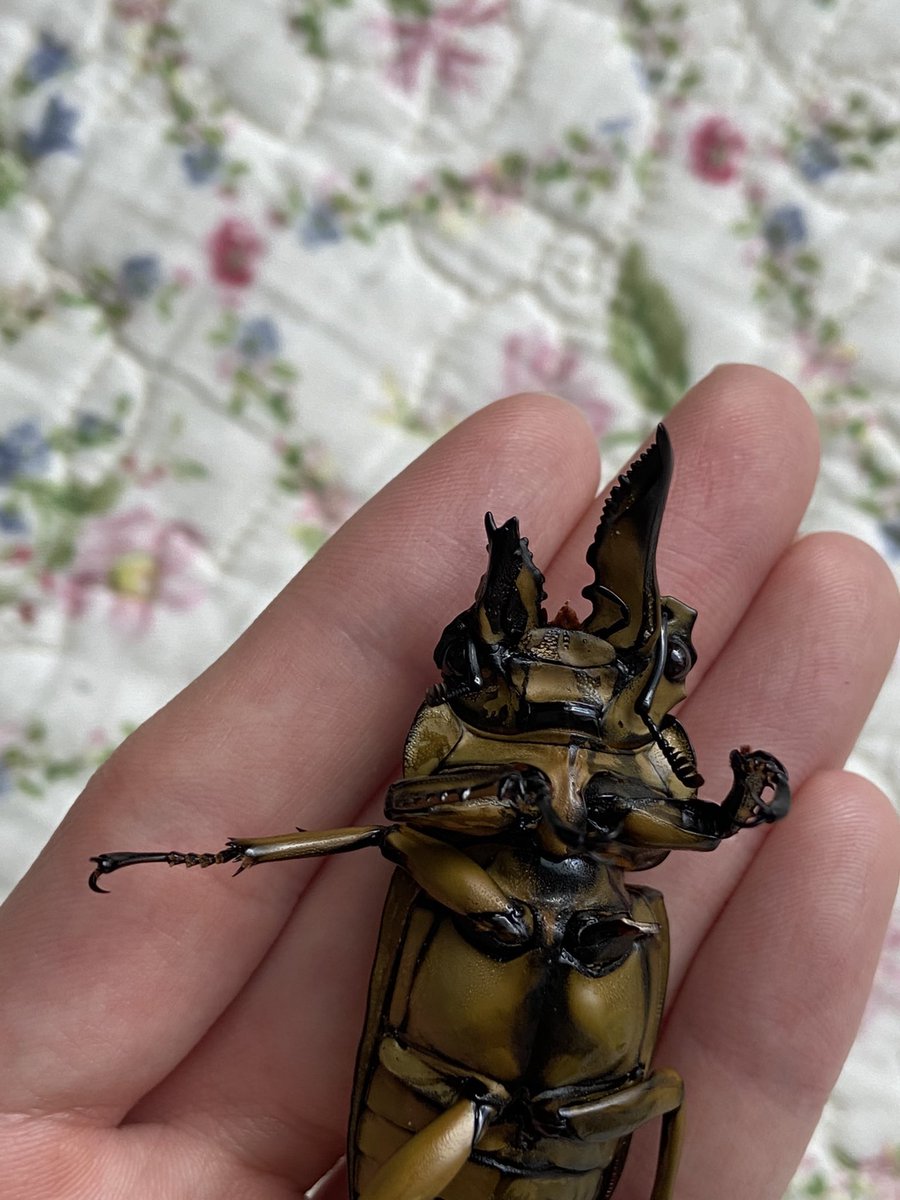 ババオウゴンオニクワガタ 標本 雌雄モザイク 我が家のババオウゴンオニクワガタの雌雄モザイクを見ておくれ オスの