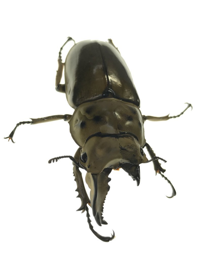 ババオウゴンオニクワガタ 標本 雌雄モザイク 我が家のババオウゴンオニクワガタの雌雄モザイクを見ておくれ オスの