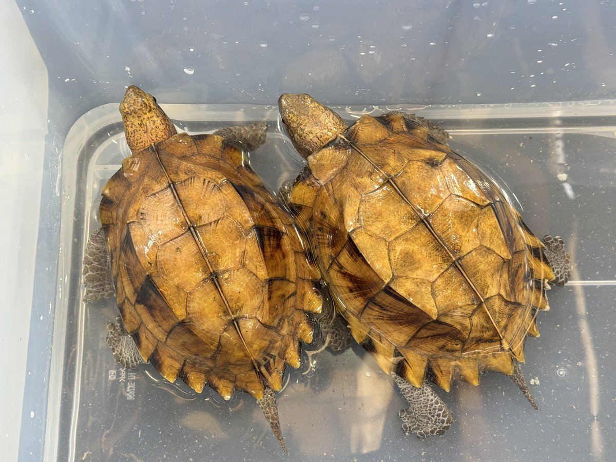 hachumusi_ch's tweet image. 【WAF九州超大特価販売生体‼️】

オプストヒラセガメ　小ぶりペア

🉐¥278000‼️

1ペアのみ早い者勝ちです🙇‍♂️

⚠️生き物という特性上、体調を崩したり販売出来る状態ではないと判断した場合は販売を取りやめる事がありますのでご了承下さい🙇‍♂️

#WAF
#九州
#美ら亀
#直輸入
#カメ業界の黒船