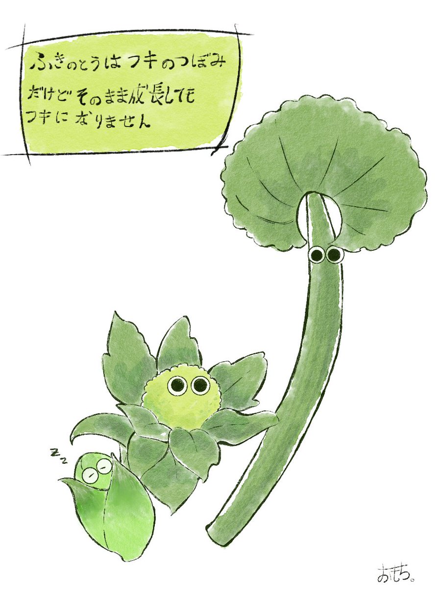 ひっそり雑学。
ふきのとうはフキの蕾だけどその
まま成長してもフキにはなりません。