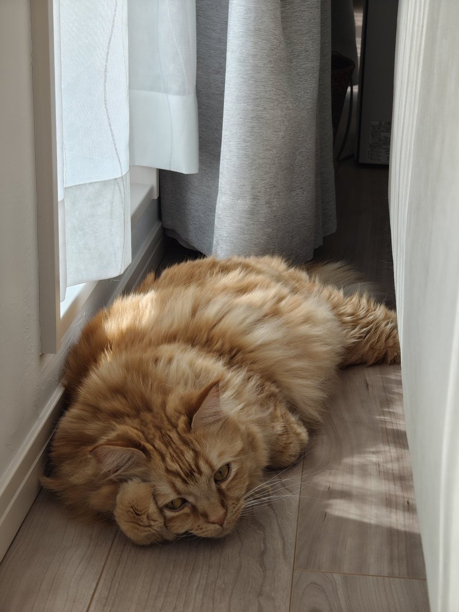 sonata0929's tweet photo. らんくんのセルフ腕枕。
 #猫のいる暮らし  #猫のいる幸せ  #サイベリアン https://t.co/3dY2Lz82Jm
