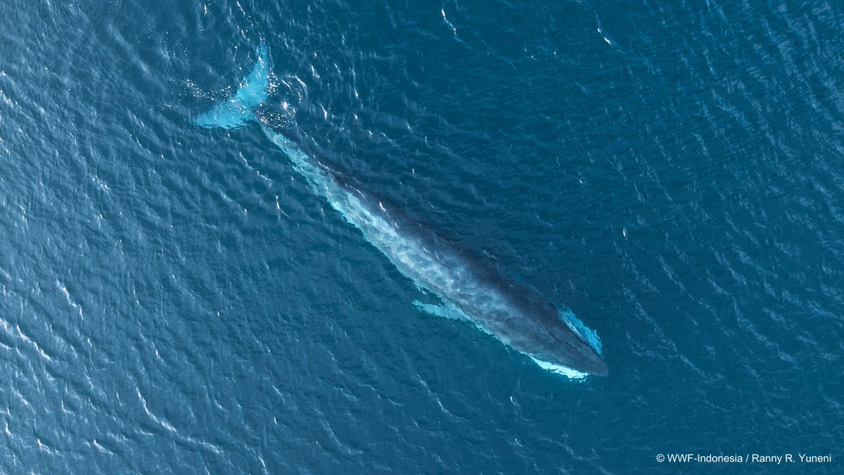 Yayasan WWF Indonesia tweet media