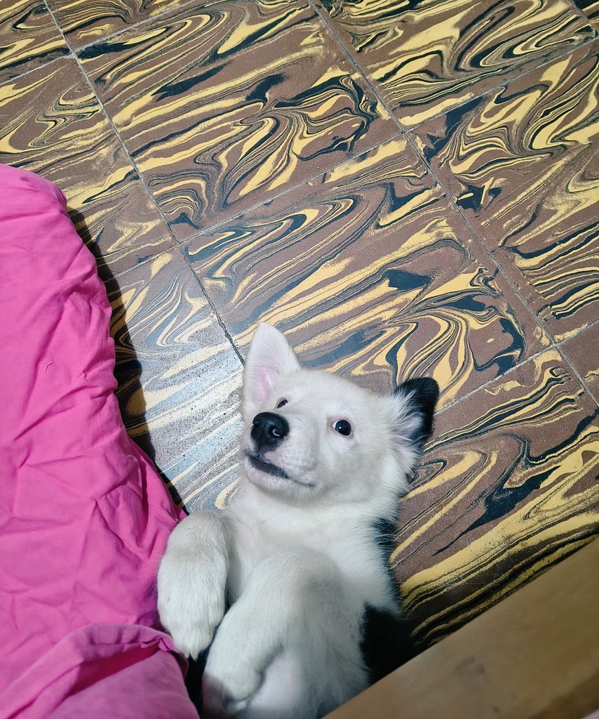 GuaM657's tweet photo. Siempre tuve la ilusión de que alguien me regalará un perrito...hoy sucedió 
Kala 💜 https://t.co/dFPPgXLnNi