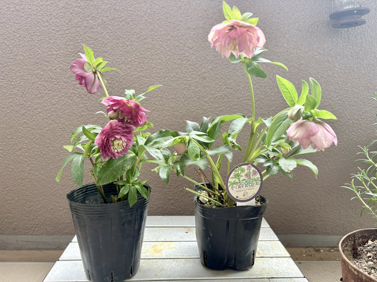 新入りクリスマスローズ この冬はもう買わないつもりだったけど、昨日