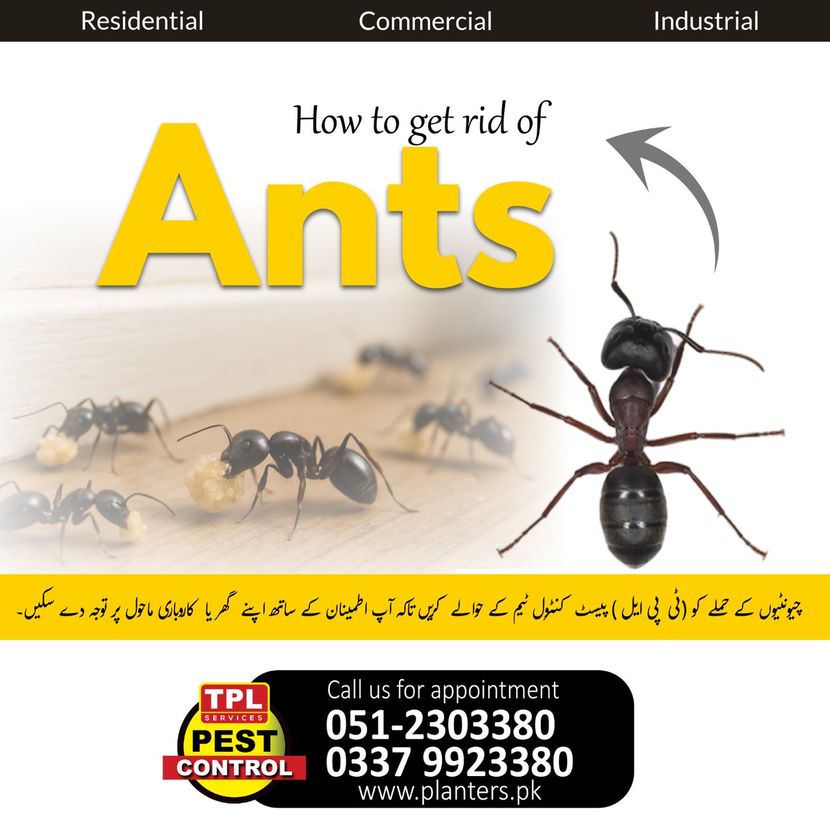 🐜 Get Rid of Ants – Fast &amp; Effective!

✔ Safe for homes &amp; offices
✔ Long-lasting ant control
✔ Residential | Commercial | Industrial

Protect your space from ant infestations today.
📞 051-2303380 | 0337-9923380
#AntControl #PestControl #TermiteControl #HomeProtection