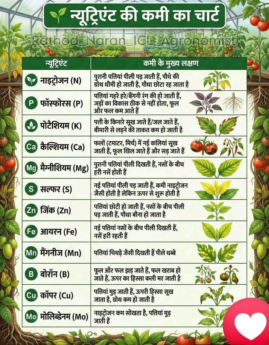 jdabureau's tweet photo. फसल में न्यूट्रिएंट की कमी का पूरा चार्ट ✅
कोनसा न्यूट्रिएंट कम होने पर पौधे के पत्ते पे क्या असर होता है 👇👇
#micronutrients #MicronutrientDeficiency
#किसान #agriculture #बोरोन #kisanlife #agriknowledge https://t.co/xRKP6s66GI