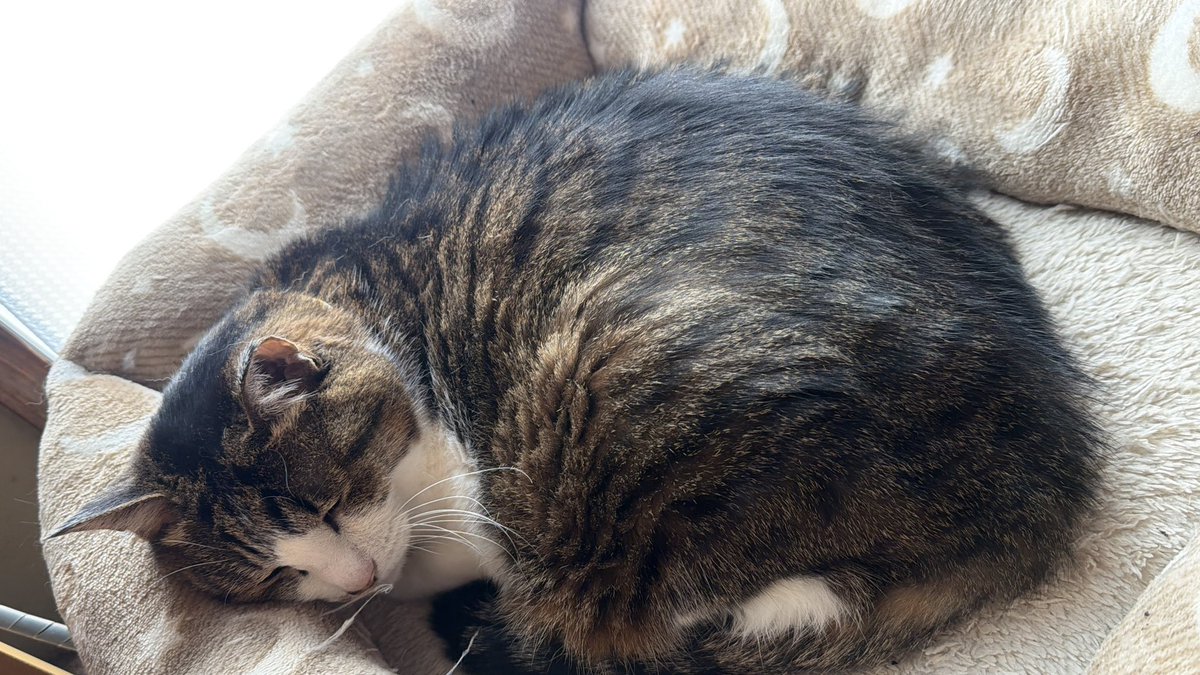 たけし先生(シニア猫チビチビの飼い主) tweet media
