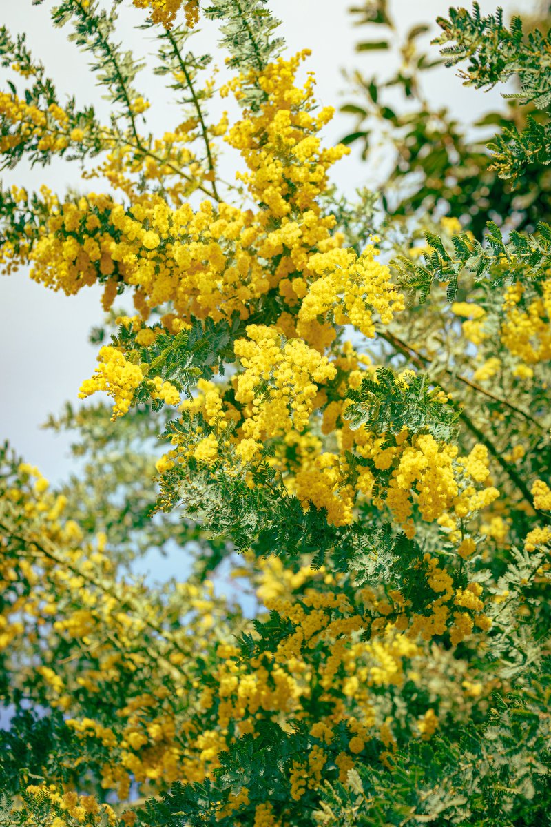 fotosuzu's tweet image. 曇っていても空映える黄色。

#mimosa