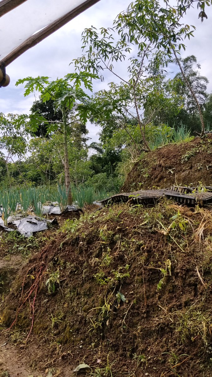 Mifta Aja tweet media