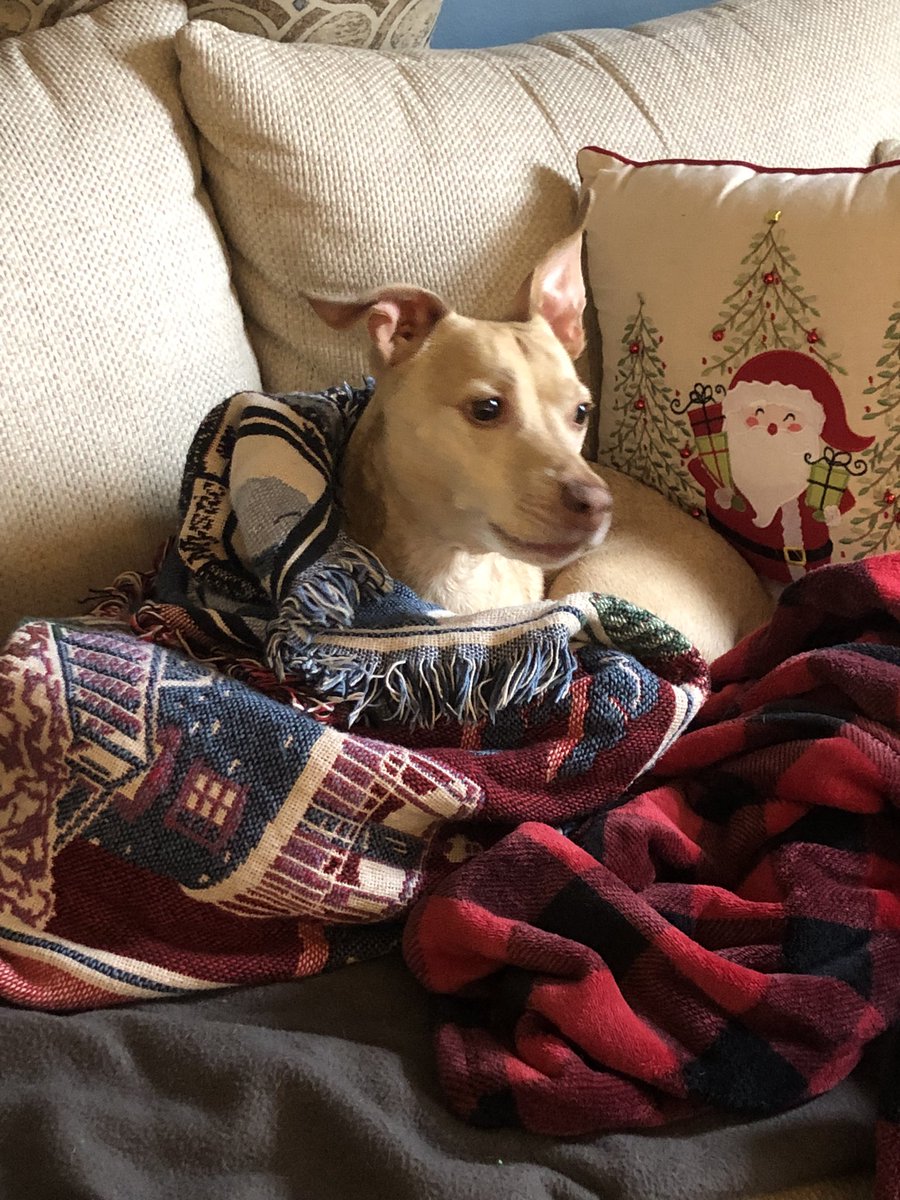 Stacey_Zelda451's tweet image. I talk to Sandy all day long 😂🐾❤️🐕