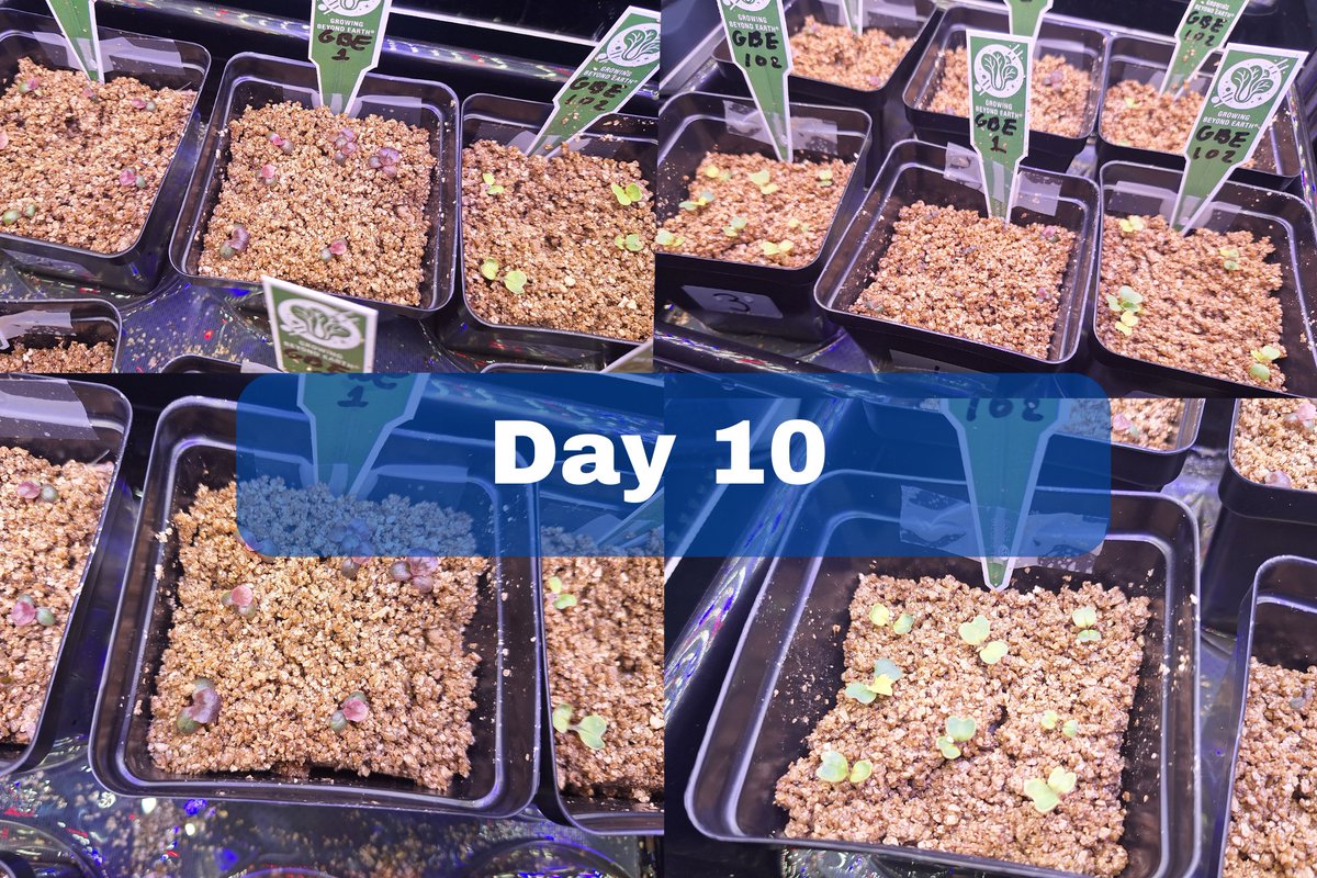 GBECROEM's tweet photo. Day 10! Our plants are getting bigger day by day! https://t.co/sZcMmX5oC2