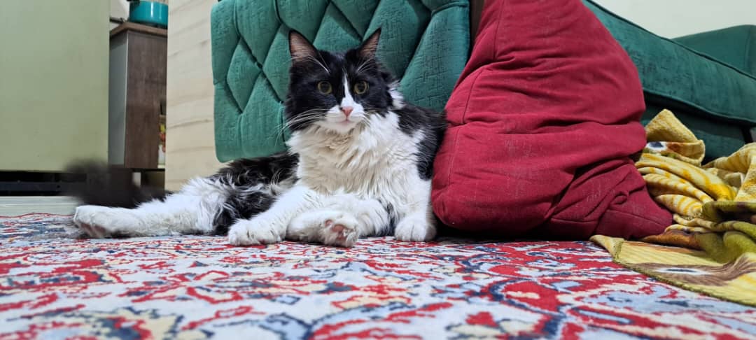 کولر خسته از دی اکتیو tweet media