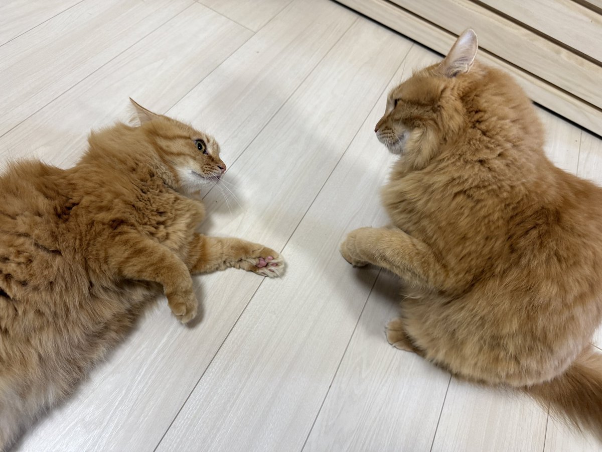 おはようございます🌤️
午前中はマンション総会でして1年の理事長任期満了でした。今日は暖かいねぇ、上着がいらなかったよ
 #猫のいる暮らし  #保護猫と暮らす