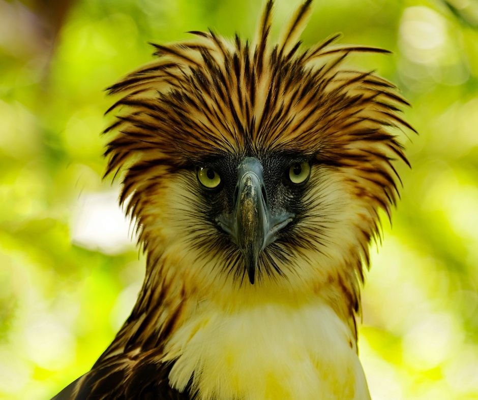 Browt looks just as angry as the Philippine eagle (agila) 

Potential evo name: Agilantro (agila + cilantro, which is common in SEA cuisine)