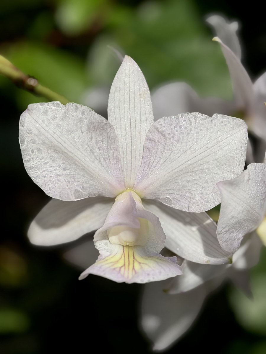 MDuong79's tweet photo. C. nobilior amaliae venosa 'May' ( Egle Moreno x Mascaras ) https://t.co/Q5hnqu1pzY