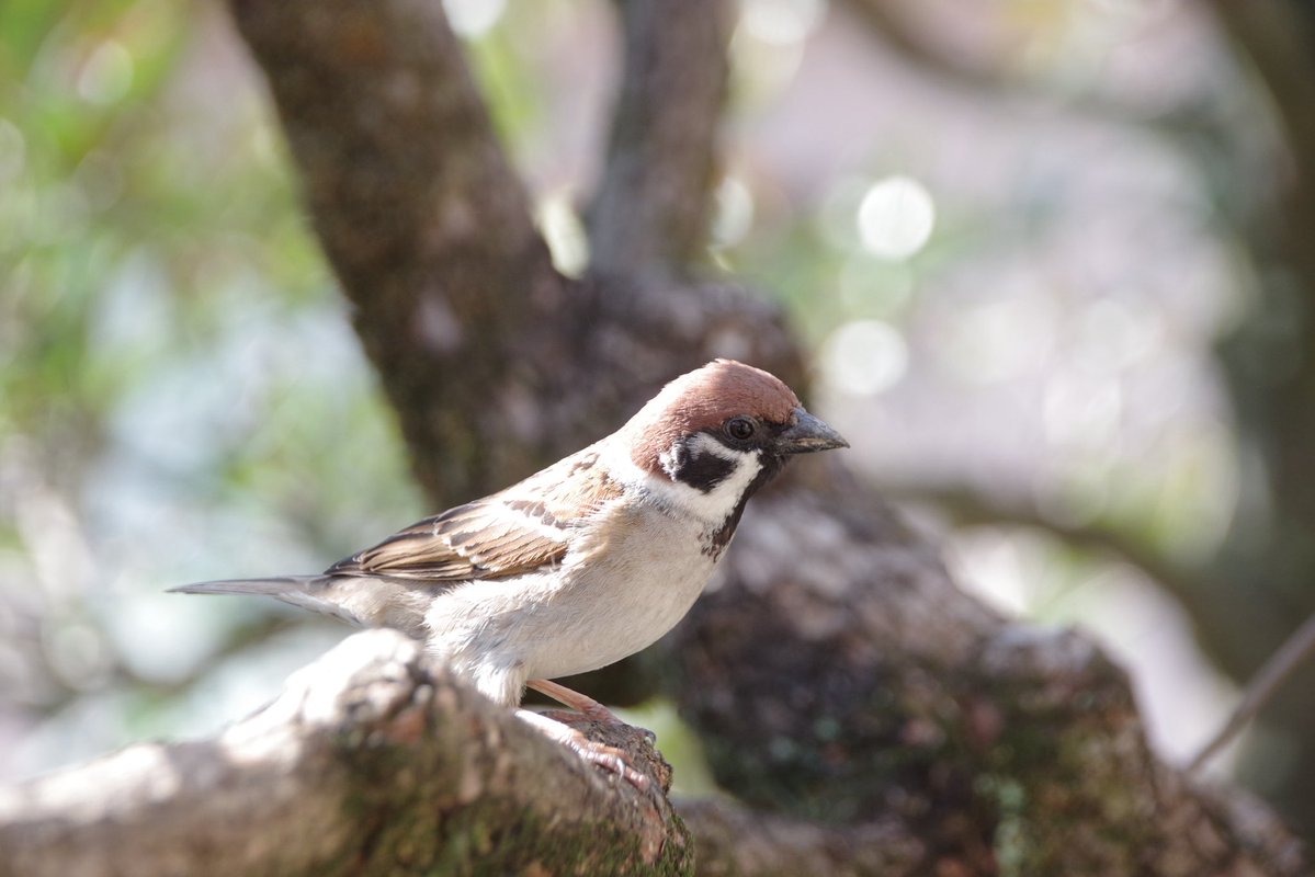 U*'エ'*)*'□'*) すずめ