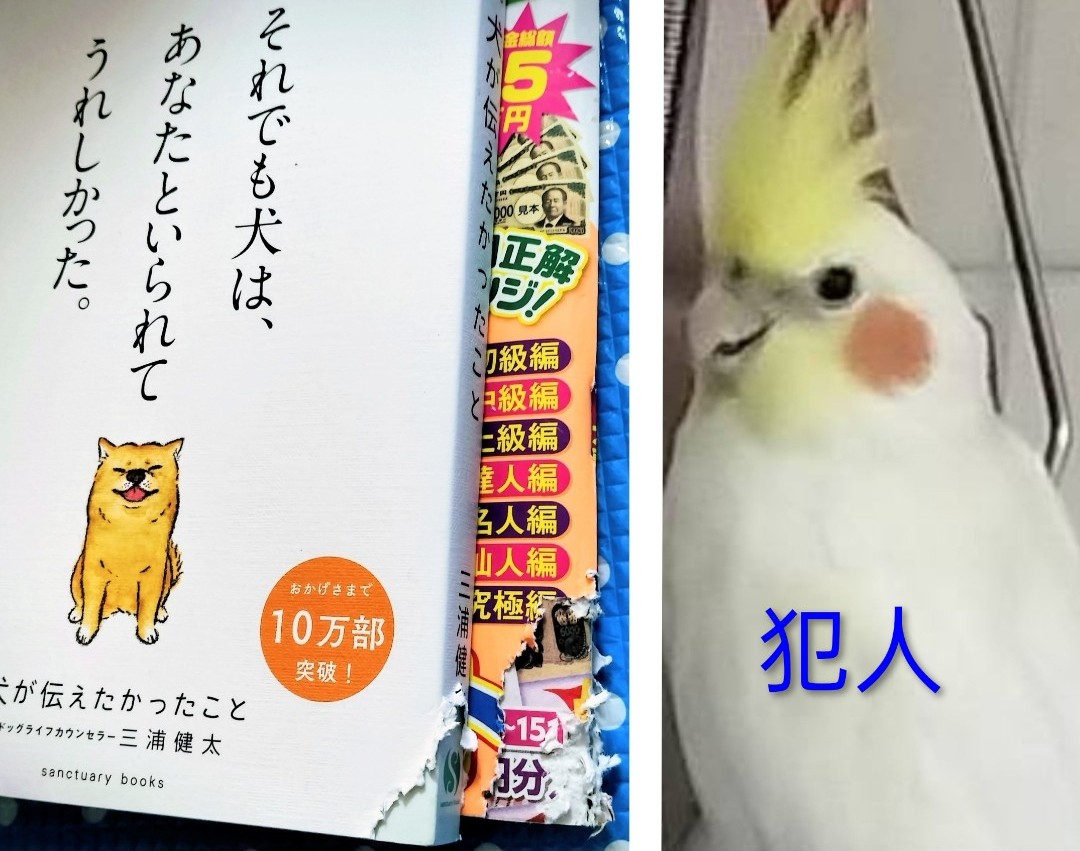 720grace's tweet photo. 昨日買ったばかりの本が
イタズラされた😢
#オカメインコ https://t.co/qCKngjvRg4