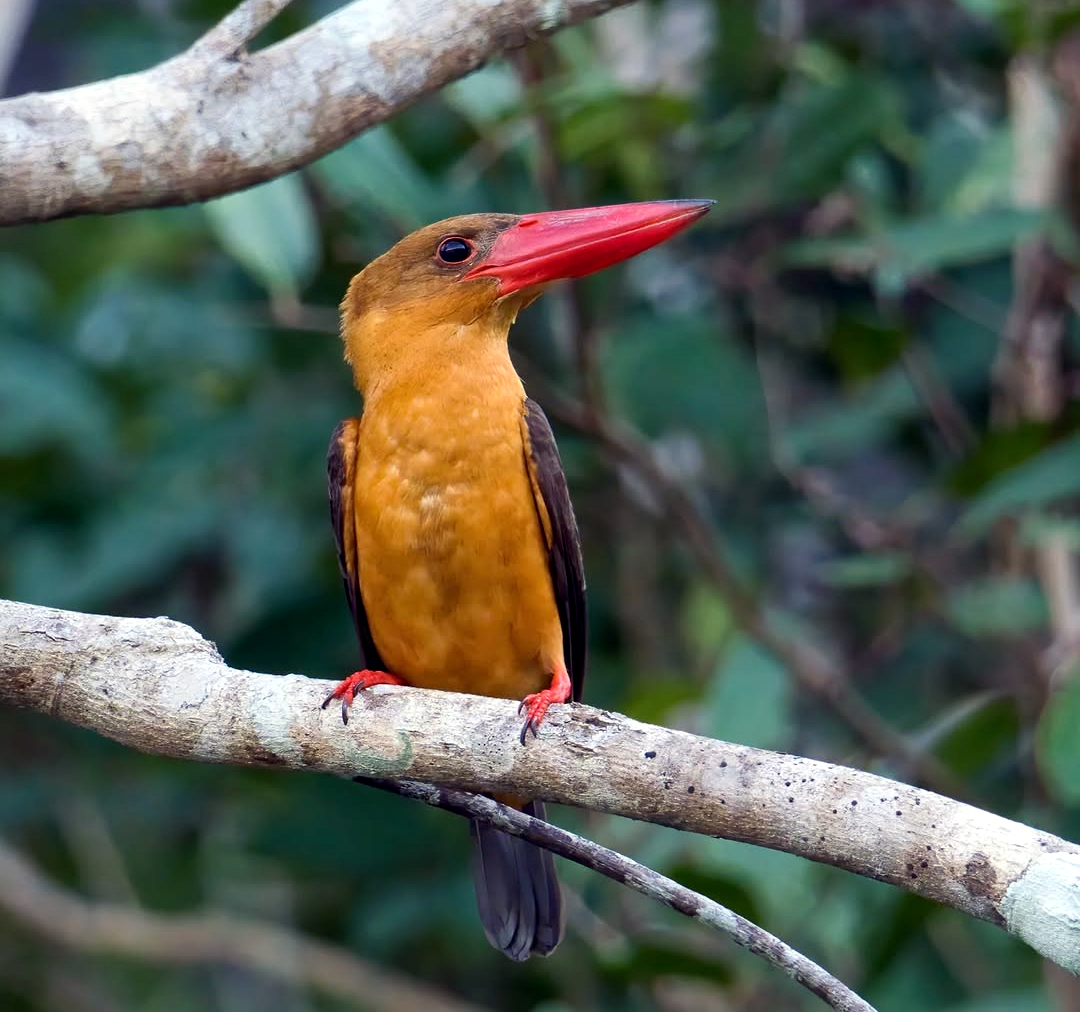 TheBatBotLab🇺🇸 tweet media