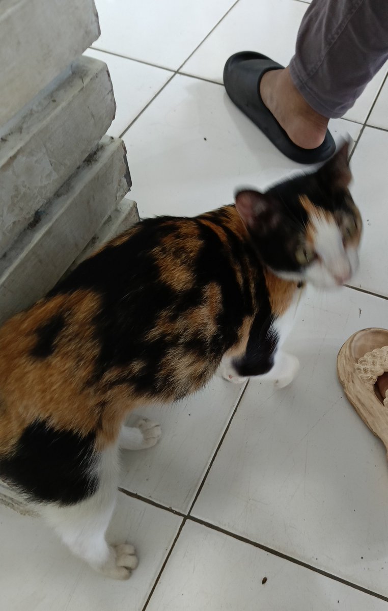 kucing puskesmas cangtip