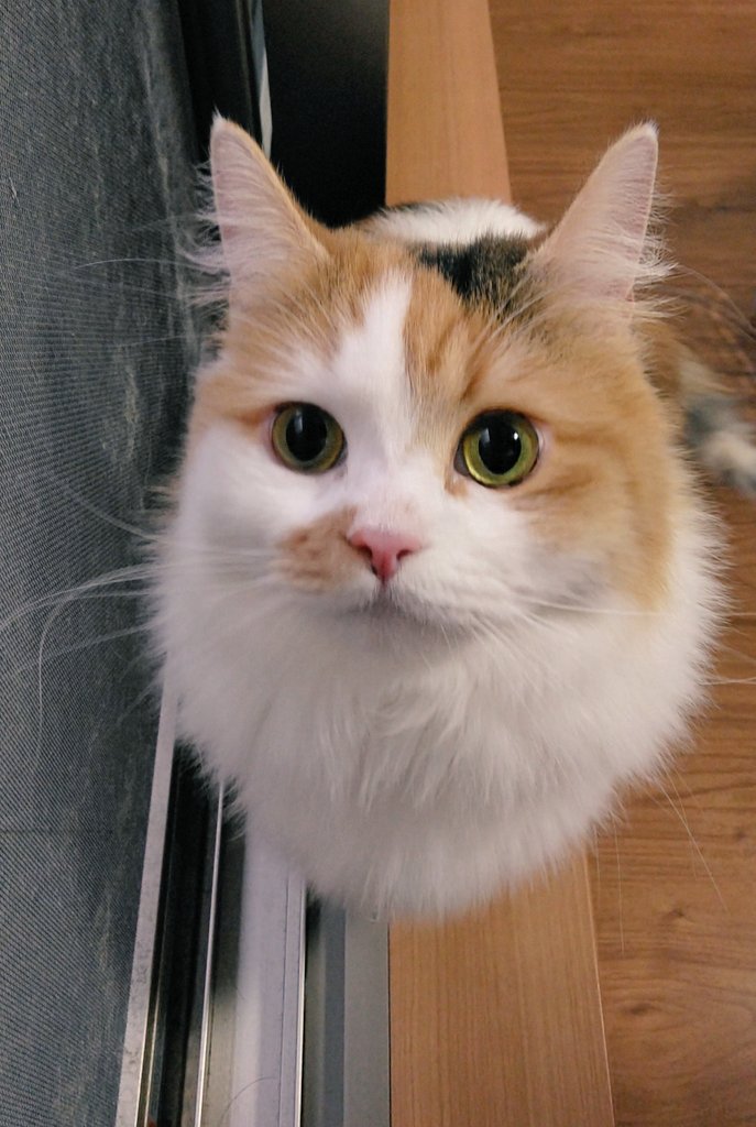 ネコ好きおじさん (@nekomito0729) / Posts / X