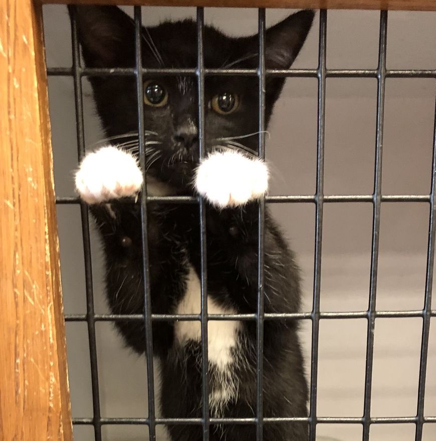 naky as cats 🐈‍⬛ tweet media