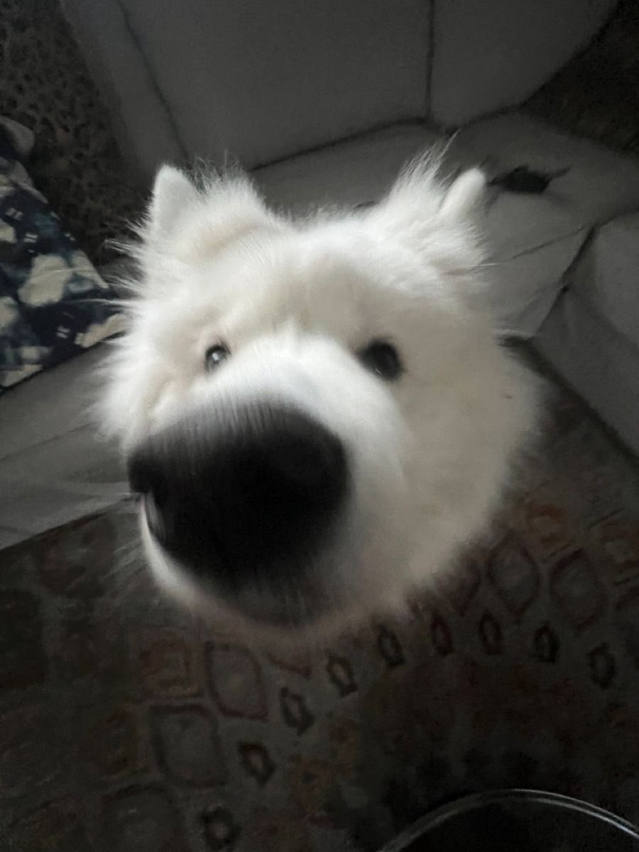 Floor Dog tweet media