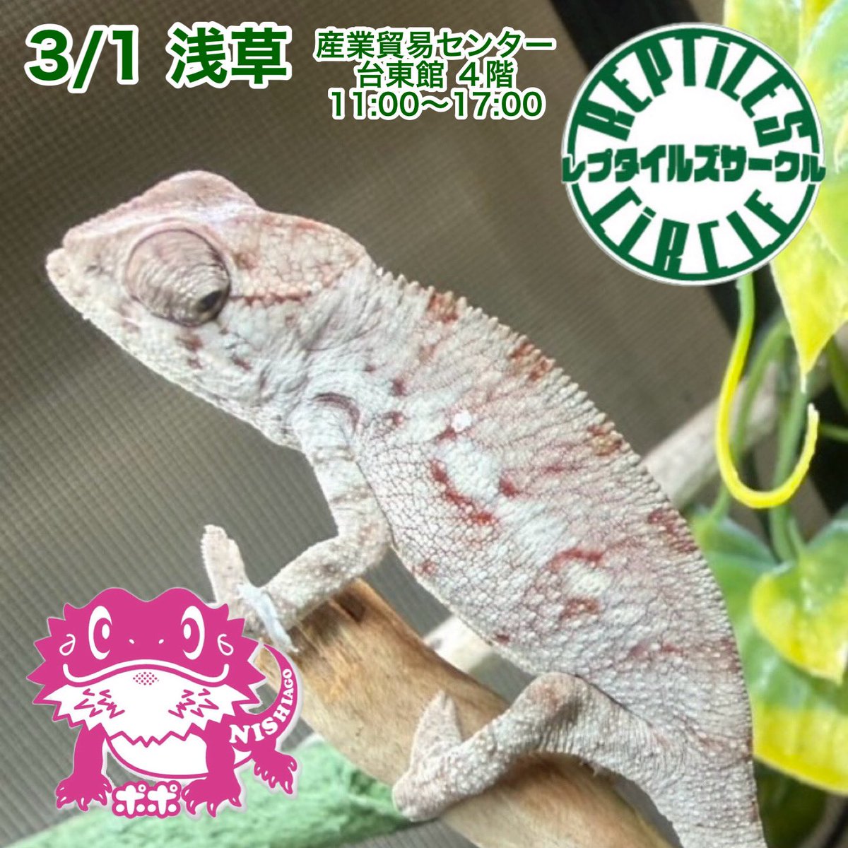 3/1 東京 浅草
#レプタイルズサークル
産業貿易センター 台東館４階
11:00〜17:00

ご来場お待ちしてます🦎✨

《イベント出展予定》
3/1 大阪 #近畿レプタイルズマーケット
3/15 広島 #広島爬虫類フェス
3/22 香川 #四国ブリーダーズストリート
3/28•29 名古屋 #ナゴレプ

#パンサーカメレオン