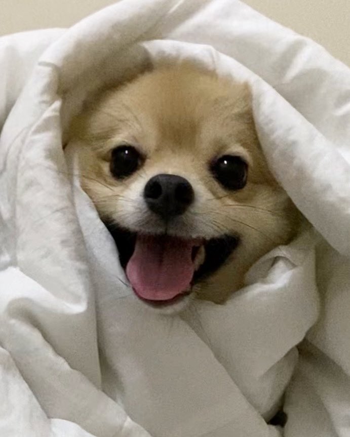 RyouHora's tweet photo. @FishxCD @poke_times Doggooooooooo https://t.co/iHIgKIcJBt
