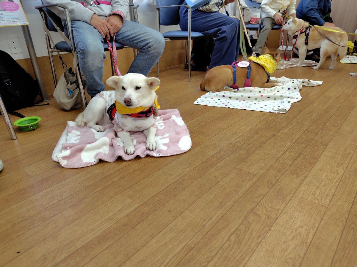 ちばわん(犬猫保護) tweet media