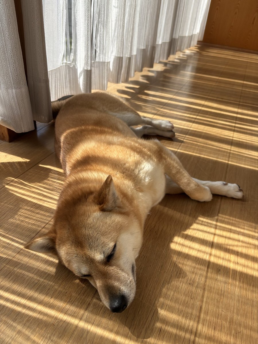 mame48en's tweet photo. 今日は縁側が暖かいです🐕💤

#柴犬
#柴犬大好き https://t.co/EjFtVwAk0e