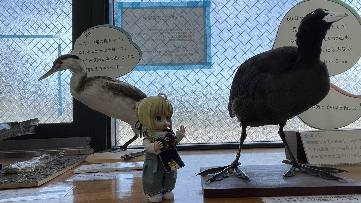 アルトリア旅日記】 アルトリア:ここの水鳥たちの標本は比較的見やすい