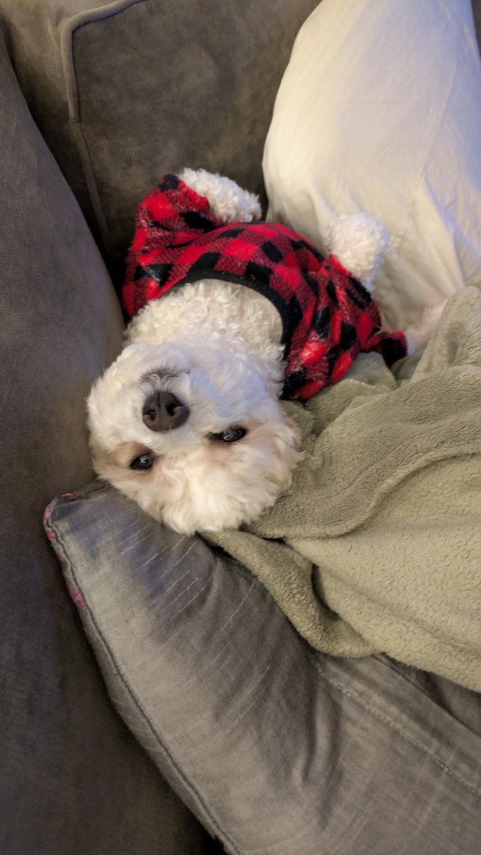 Daisy The Cavapoo tweet media