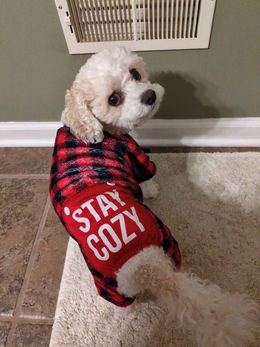 Daisy The Cavapoo tweet media