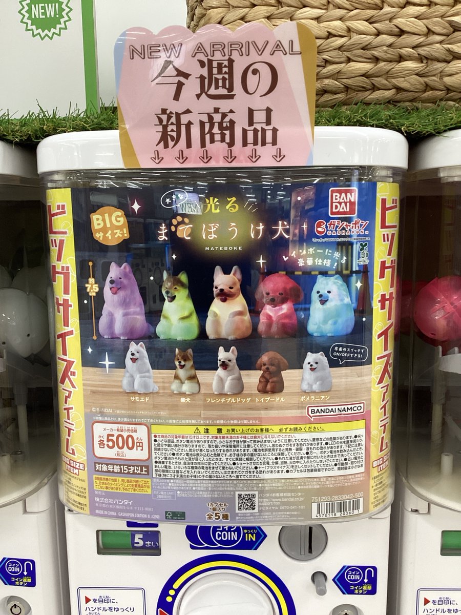 ガシャココSuperKaBoS二の宮✨入荷情報✨ #大きな光るまてぼうけ犬