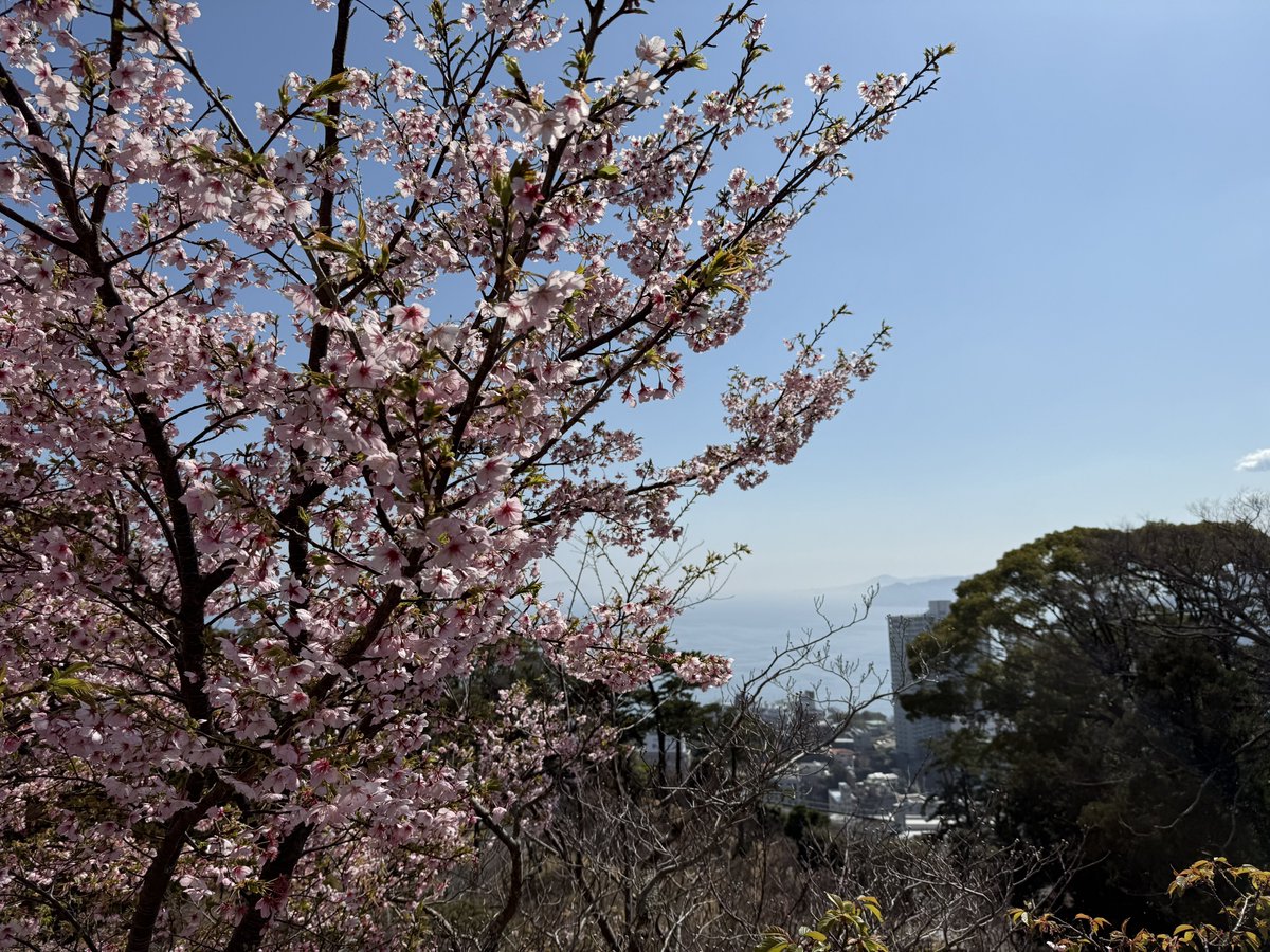 山と海と桜🌸完璧だ！