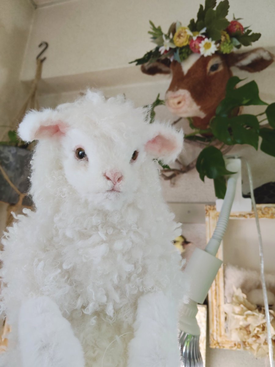 蹄作らなきゃ✨️
50cmあるけどこの子めっちゃ軽い😳蹄無しで200g程度しかない
#アートドール
#ひつじ