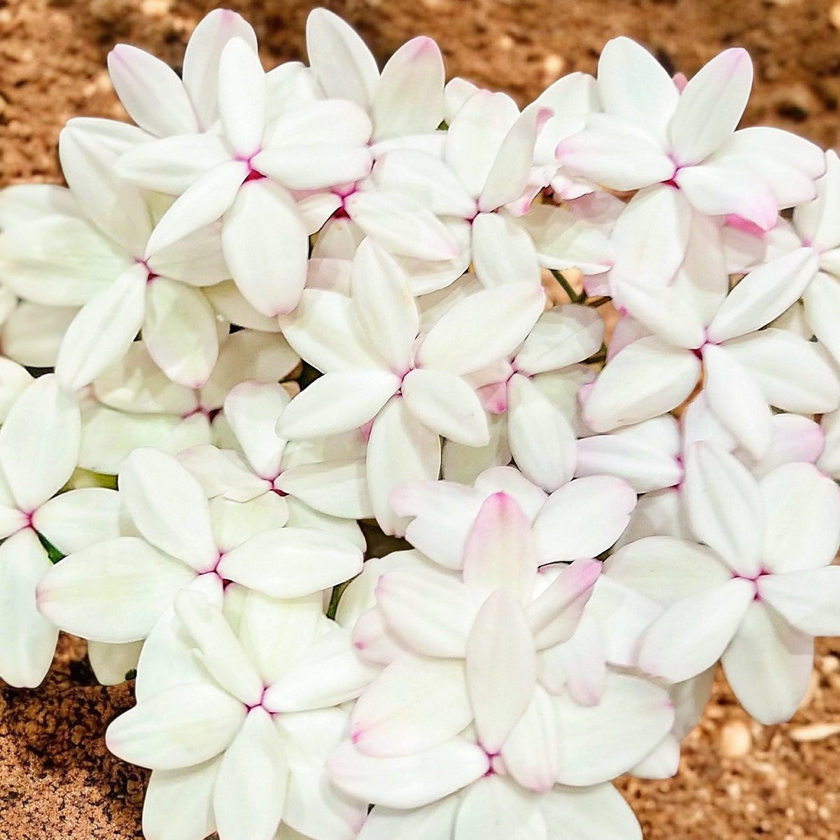 🌸🤍🤍🌸🤍🤍🌸💗💗🌸💗💗🌸 #TLを花でいっぱいにしよう #アッツザクラ