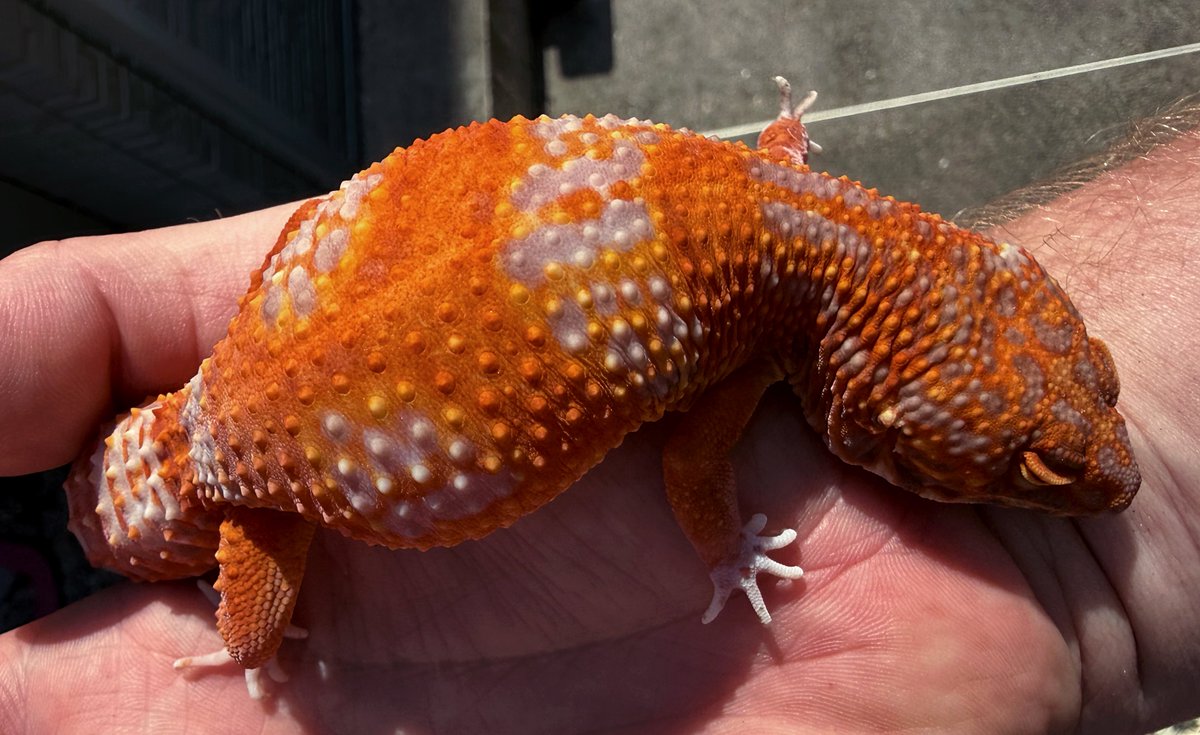 Aaron Jousiffe tweet media