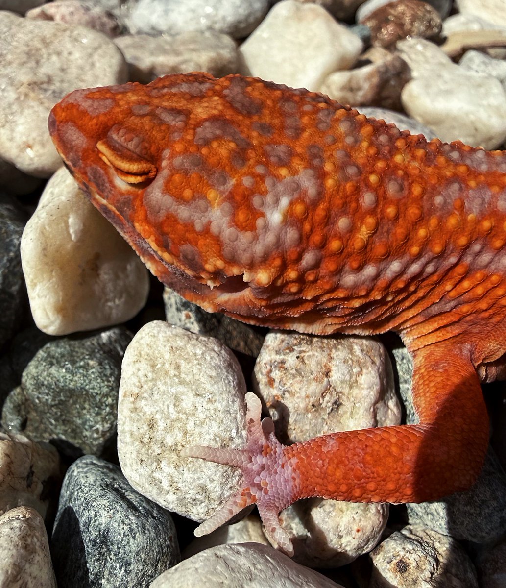 Aaron Jousiffe tweet media