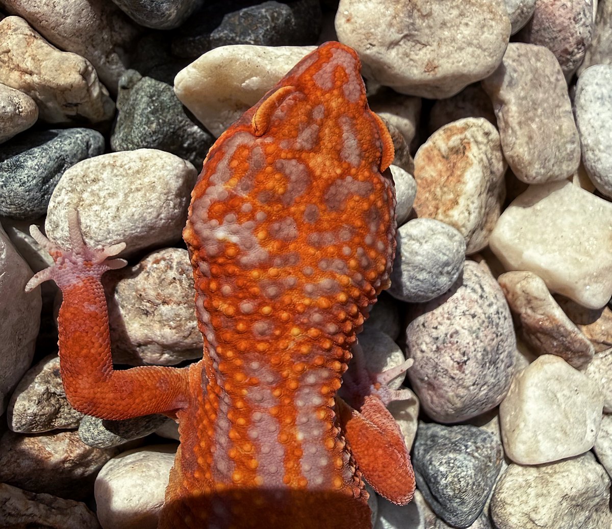 Aaron Jousiffe tweet media