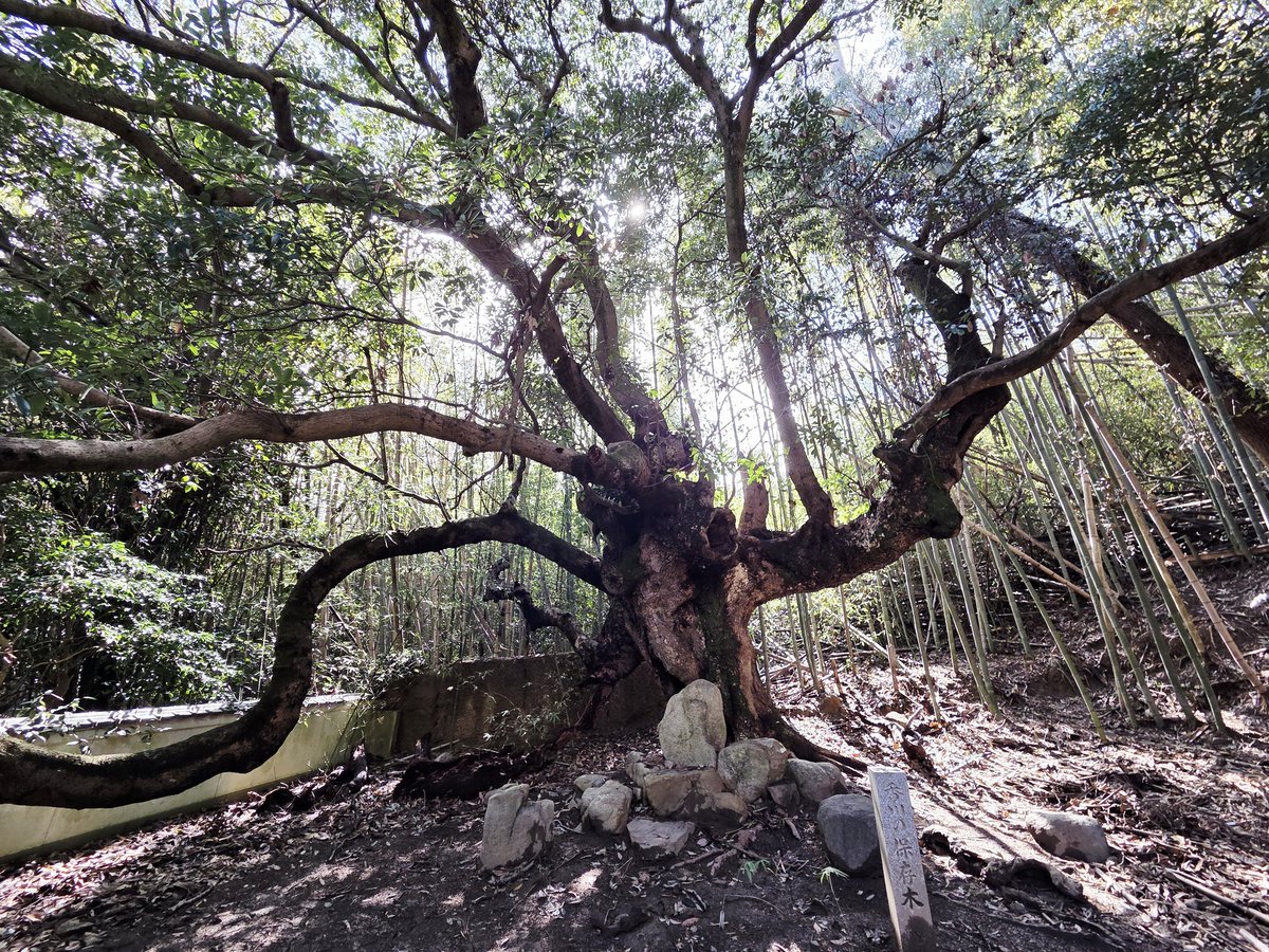 タブの木を見に来た。だいぶいっぱいタブ開いてんな。