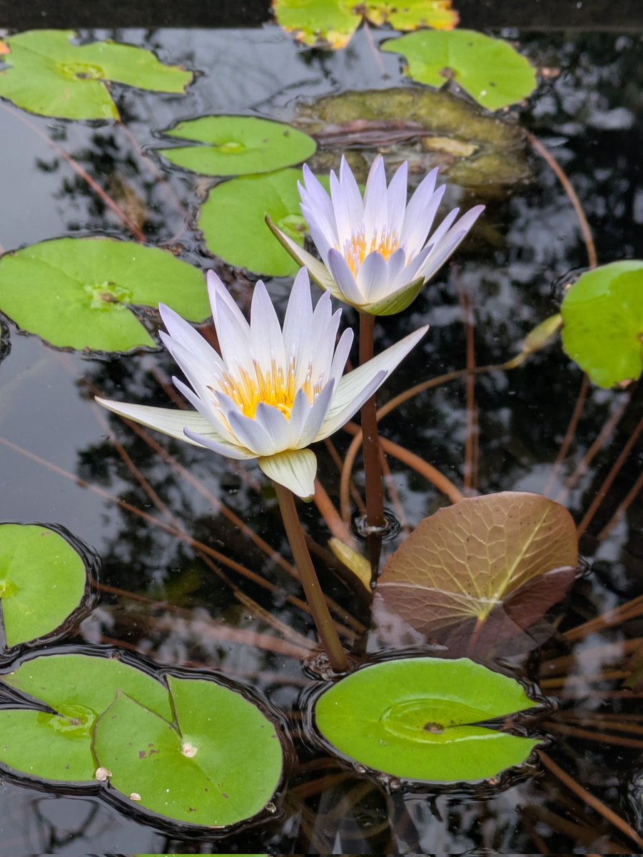 初めての南アジア（スリランカ）へ行ってきました。作品づくりに