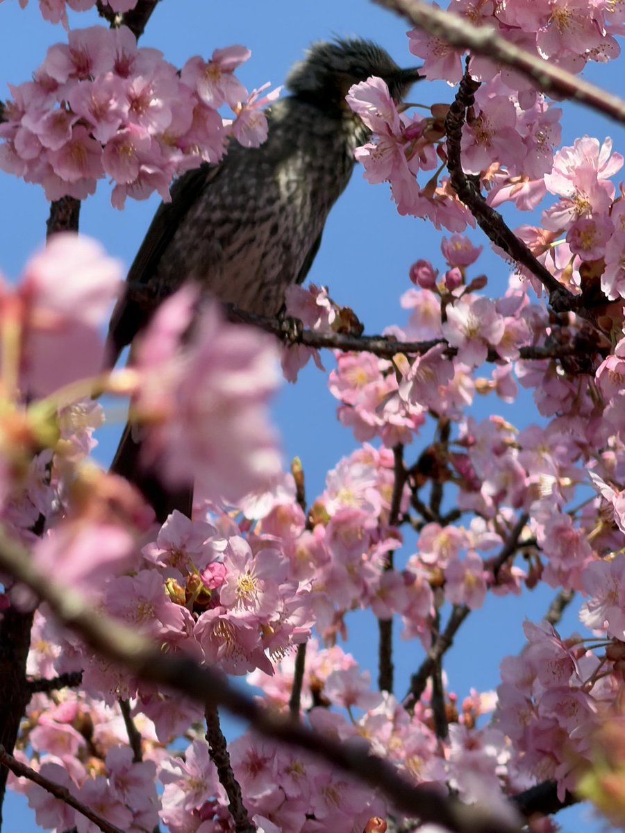 DrummerMiMi_official tweet media