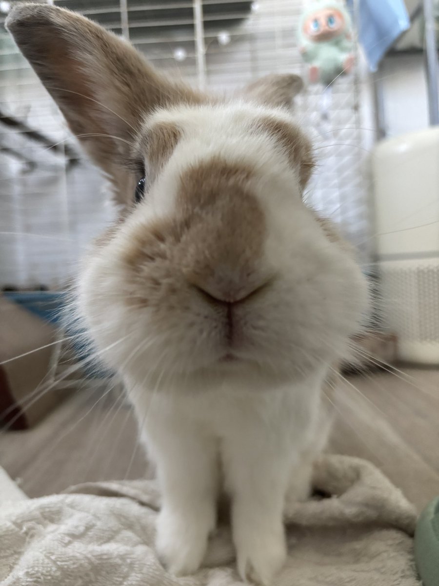 サッポロ sapporo tweet media