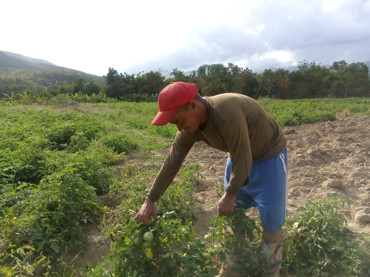 dora_valiente's tweet photo. #Imias. En acompañamiento a las formas productivas, visitamos áreas de siembras en la comunidad de Cajobabo.
#GuantanamoNoSeDetiene. https://t.co/UEwH6soSfM