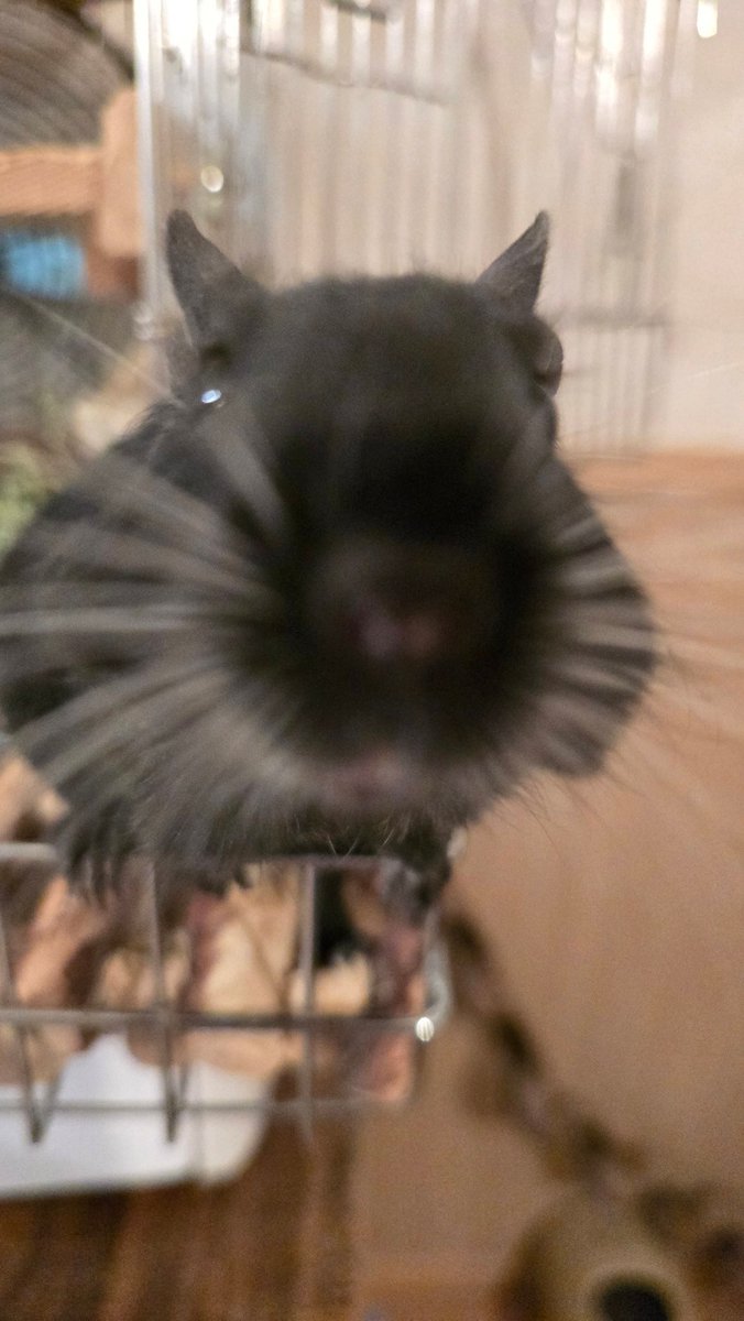 ママ帰って来たの？ママなの？ママーー！
って言ってる気がして尊いよぉ😭😭😭