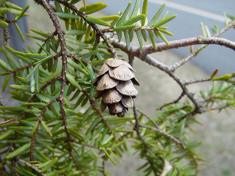 Buffalo Dan tweet media