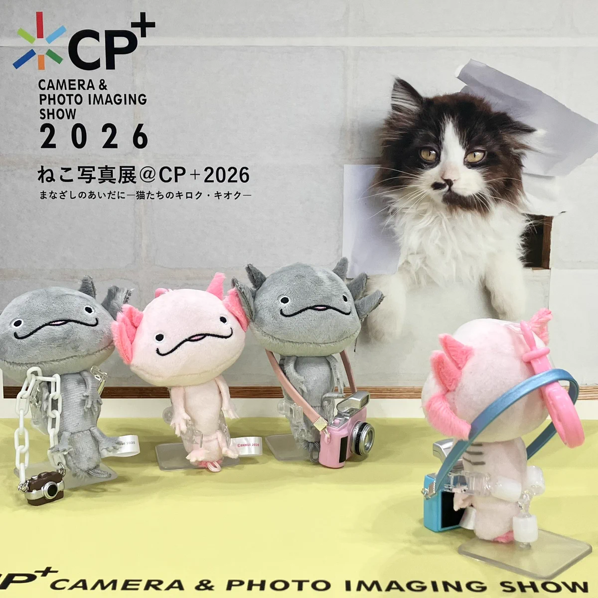 HCNvtCdbEAUSu1I?format=webp&