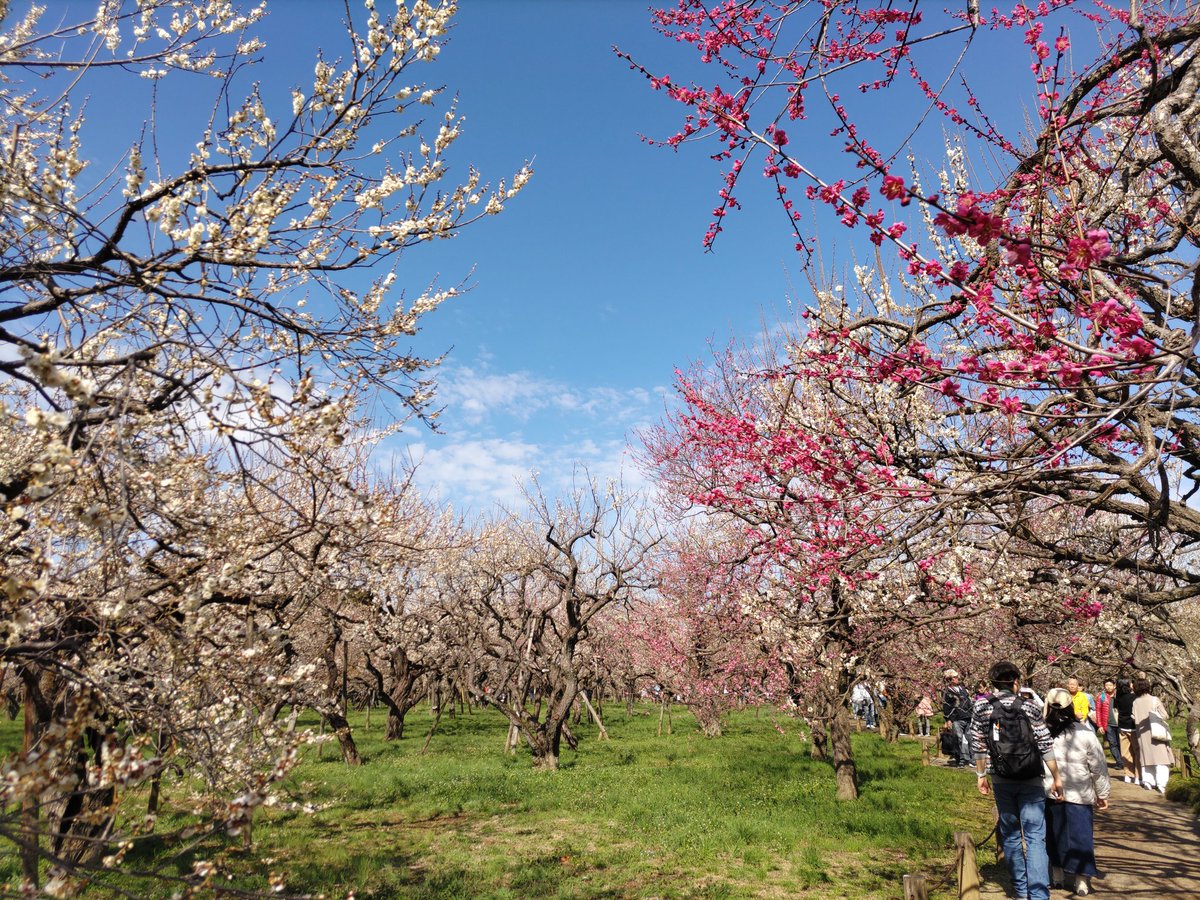 赤、ピンク、白 色とりどりの梅に囲まれて過ごす週末、あまりに良すぎる